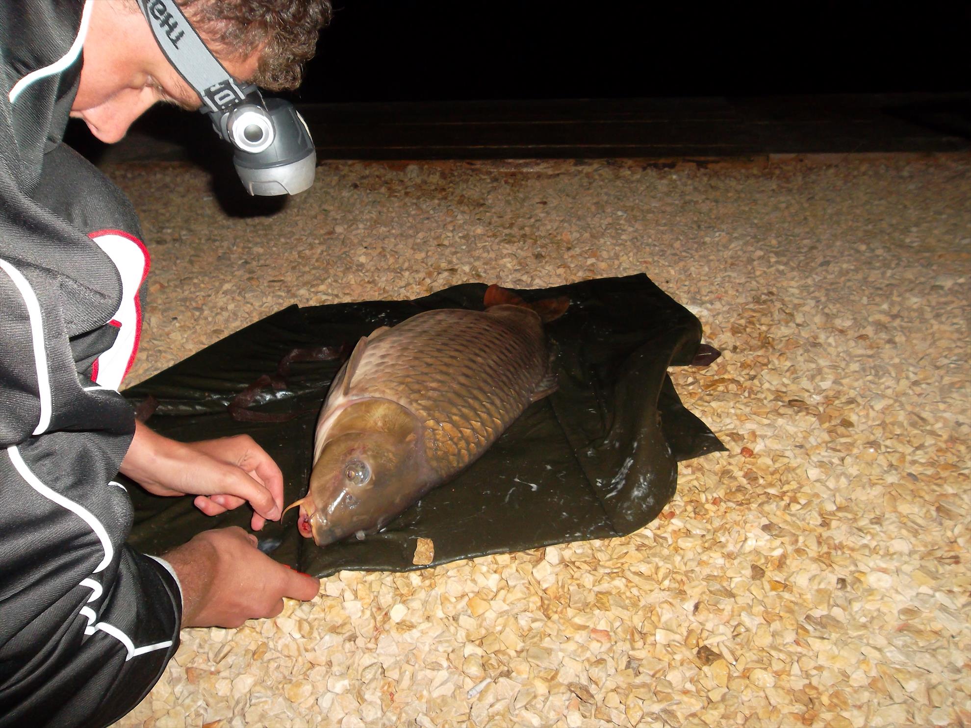 Corbu II 18 - 19 mai 2014 - sam3472.JPG